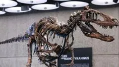 Nanotyrannus skeleton auction: $47.3m sale in New York City